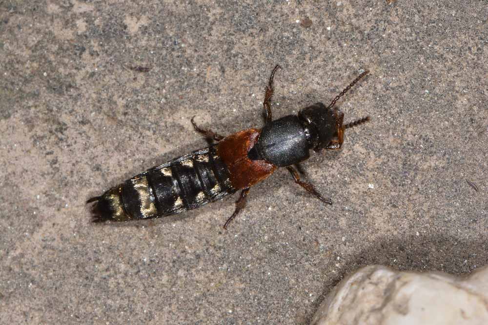 Platydracus stercorarius (Staphylinidae)